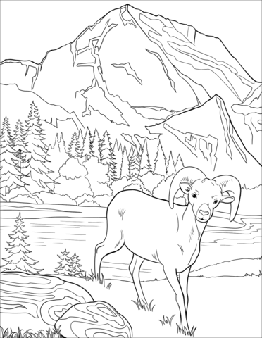 Bighorn Sheep Coloring Page